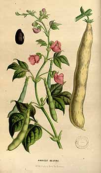 Alubias - Phaseolus vulgaris